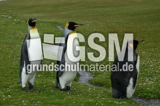 Königspinguin (11 von 84).jpg